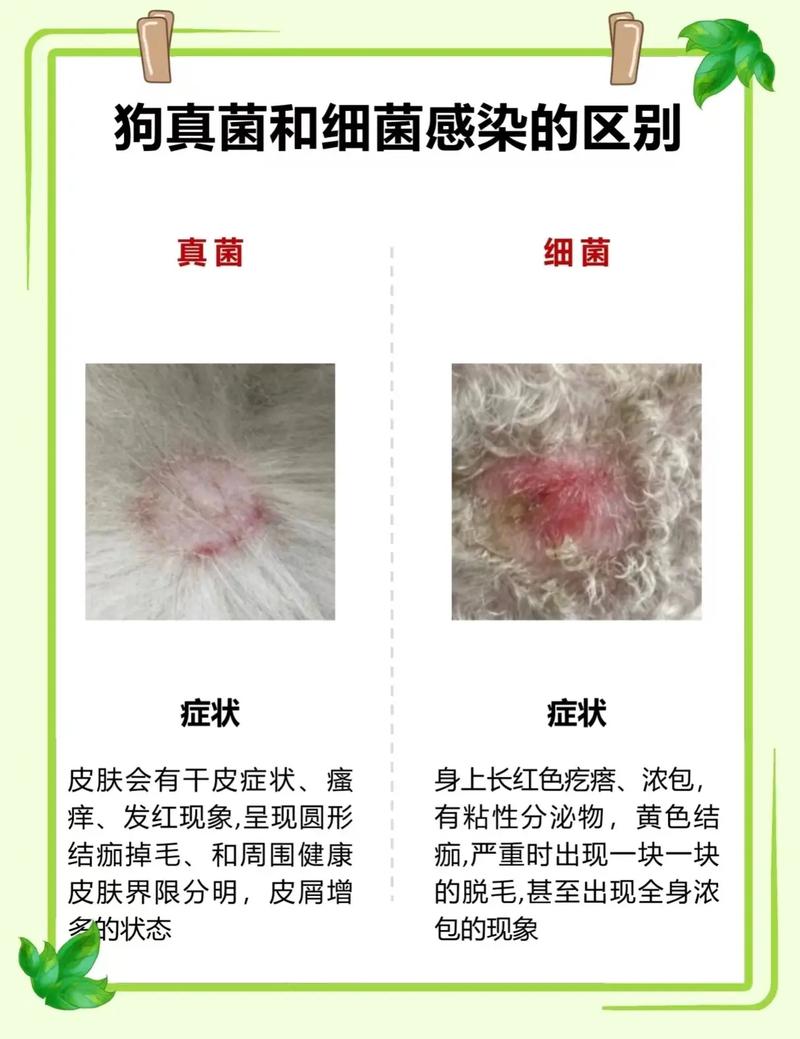 狗狗球菌怎么引起的_狗狗球菌感染的原因-第2张图片-后鲨宠物 狗狗球菌怎么引起的_狗狗球菌感染的原因-第2张图片-后鲨宠物