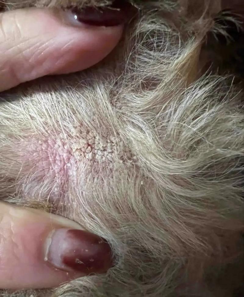 狗狗球菌怎么引起的_狗狗球菌感染的原因-第5张图片-后鲨宠物 狗狗球菌怎么引起的_狗狗球菌感染的原因-第5张图片-后鲨宠物