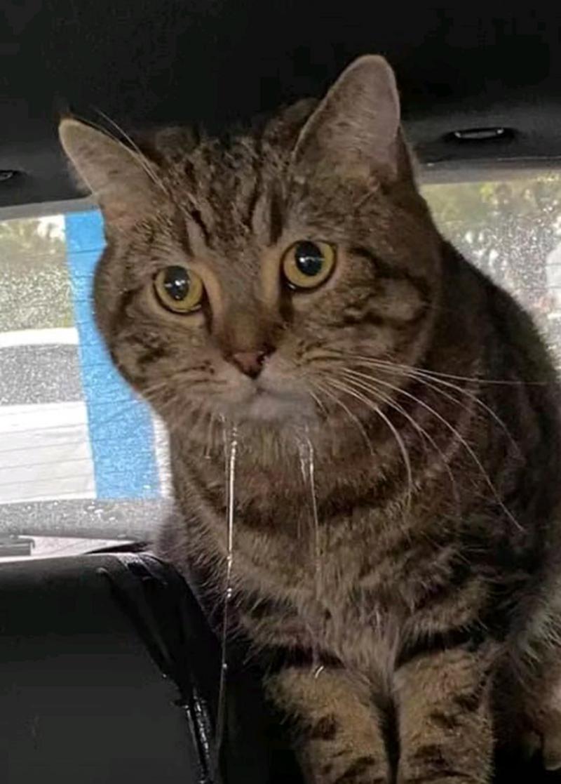 猫咪流口水怎么办_猫咪流口水怎么办最有效的