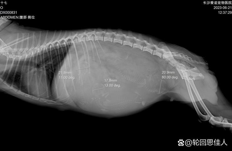 狗狗几个月生孩子_狗狗几个月生崽崽-第1张图片-后鲨宠物 狗狗几个月生孩子_狗狗几个月生崽崽-第1张图片-后鲨宠物