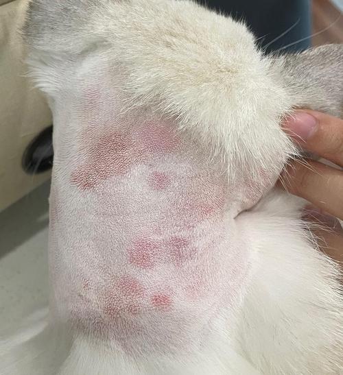 猫咪过敏性皮炎,猫咪过敏性皮炎能治愈吗-第1张图片-后鲨宠物 猫咪过敏性皮炎,猫咪过敏性皮炎能治愈吗-第1张图片-后鲨宠物