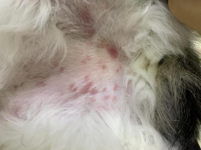 猫咪过敏性皮炎,猫咪过敏性皮炎能治愈吗-第3张图片-后鲨宠物 猫咪过敏性皮炎,猫咪过敏性皮炎能治愈吗-第3张图片-后鲨宠物