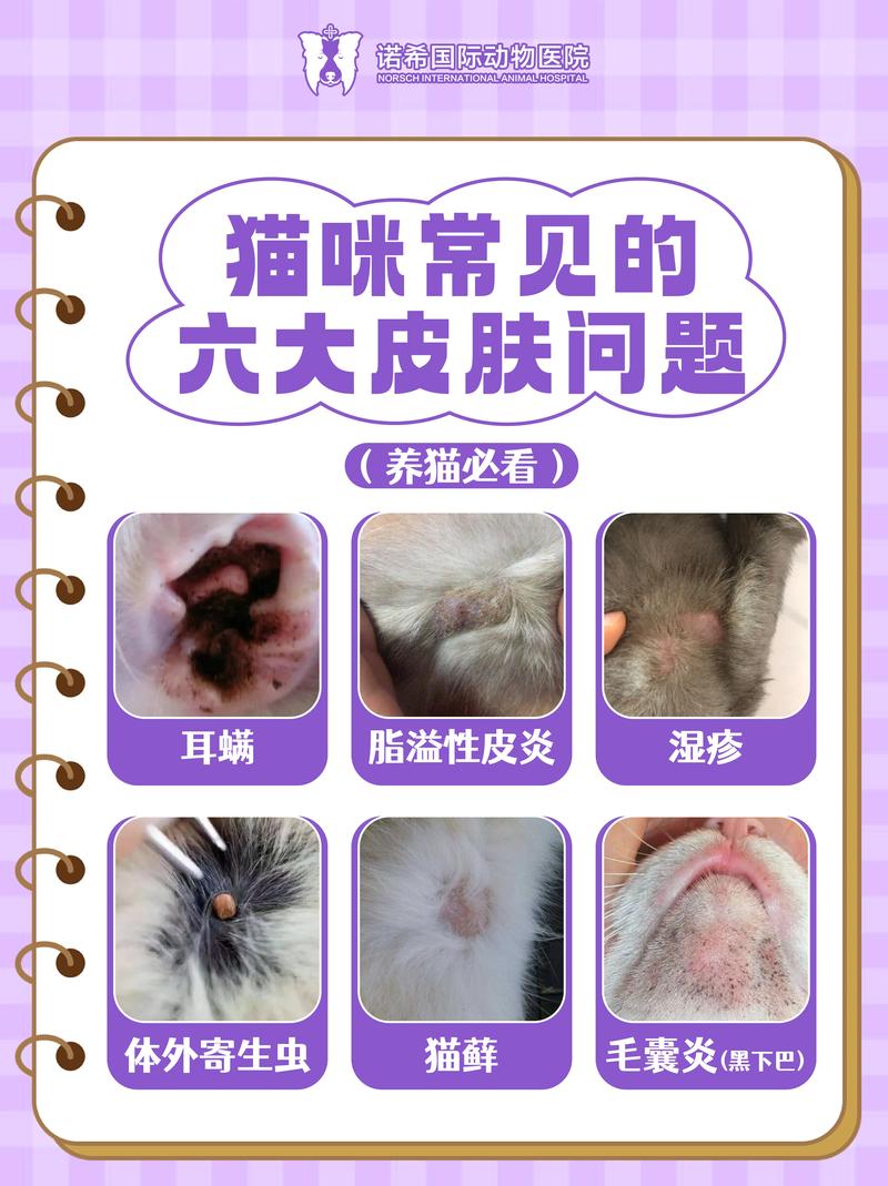 猫咪过敏性皮炎,猫咪过敏性皮炎能治愈吗-第6张图片-后鲨宠物 猫咪过敏性皮炎,猫咪过敏性皮炎能治愈吗-第6张图片-后鲨宠物