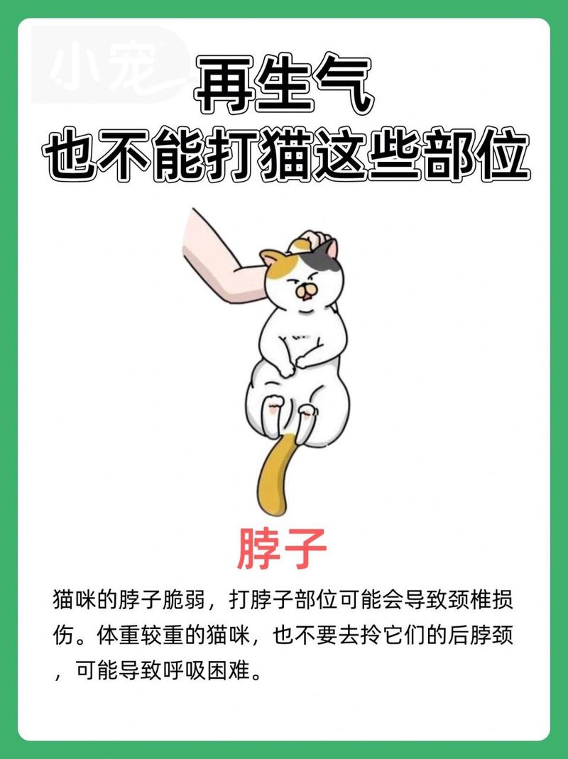 猫咪不听话可以打哪里_猫咪不听话打哪里长记性-第2张图片-后鲨宠物