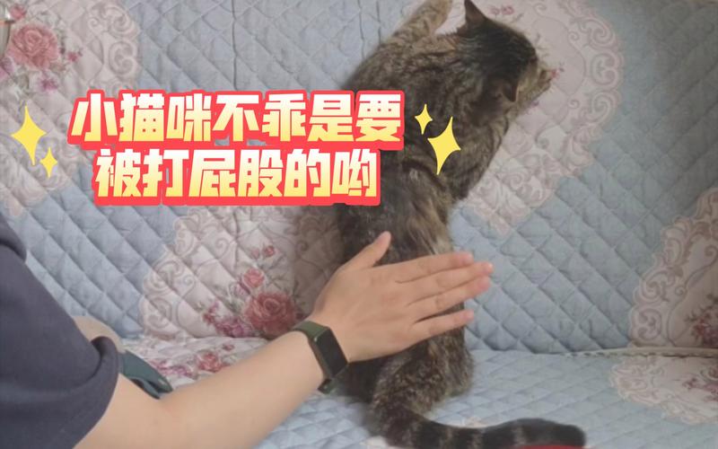 猫咪不听话可以打哪里_猫咪不听话打哪里长记性-第3张图片-后鲨宠物