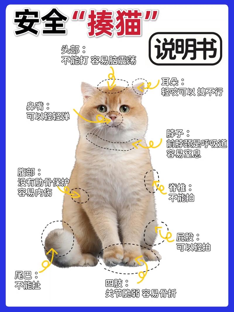 猫咪不听话可以打哪里_猫咪不听话打哪里长记性-第5张图片-后鲨宠物