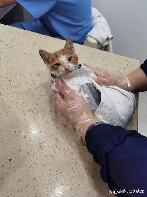 猫咪发抖怎么回事,猫咪发抖是什么情况?-第1张图片-后鲨宠物 猫咪发抖怎么回事,猫咪发抖是什么情况?-第1张图片-后鲨宠物