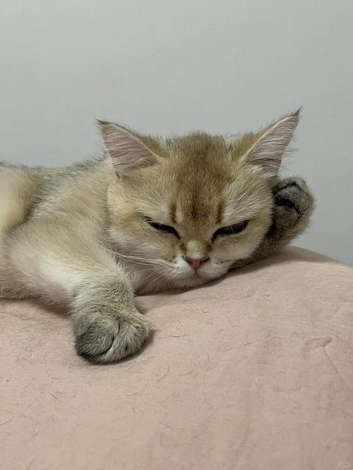 猫咪发抖怎么回事,猫咪发抖是什么情况?-第2张图片-后鲨宠物 猫咪发抖怎么回事,猫咪发抖是什么情况?-第2张图片-后鲨宠物