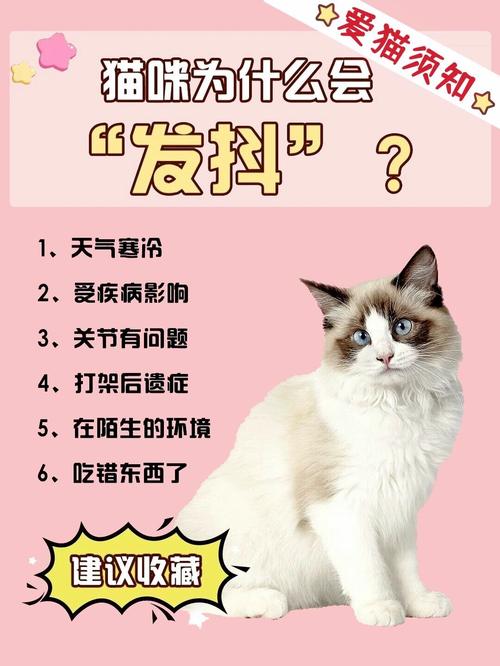 猫咪发抖怎么回事,猫咪发抖是什么情况?-第5张图片-后鲨宠物 猫咪发抖怎么回事,猫咪发抖是什么情况?-第5张图片-后鲨宠物