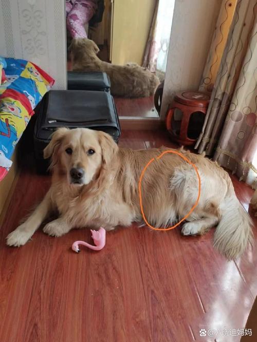 狗狗腹水最初症状,狗狗腹水怎么治自救?-第1张图片-后鲨宠物 狗狗腹水最初症状,狗狗腹水怎么治自救?-第1张图片-后鲨宠物