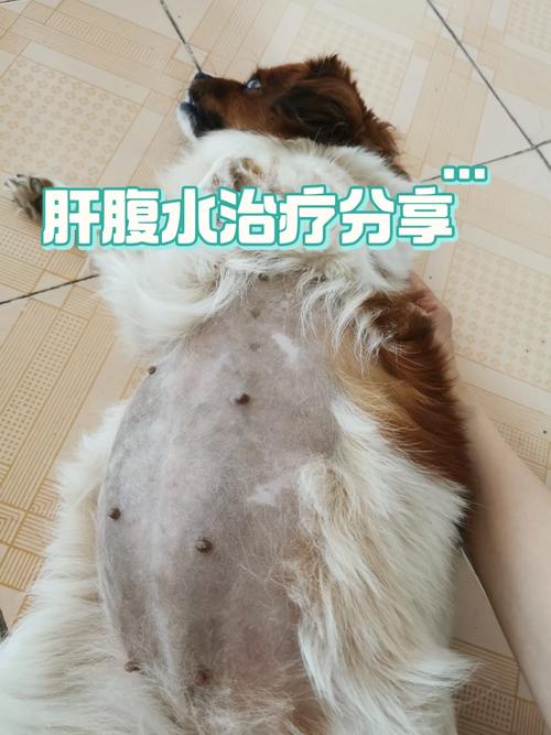狗狗腹水最初症状,狗狗腹水怎么治自救?-第2张图片-后鲨宠物 狗狗腹水最初症状,狗狗腹水怎么治自救?-第2张图片-后鲨宠物