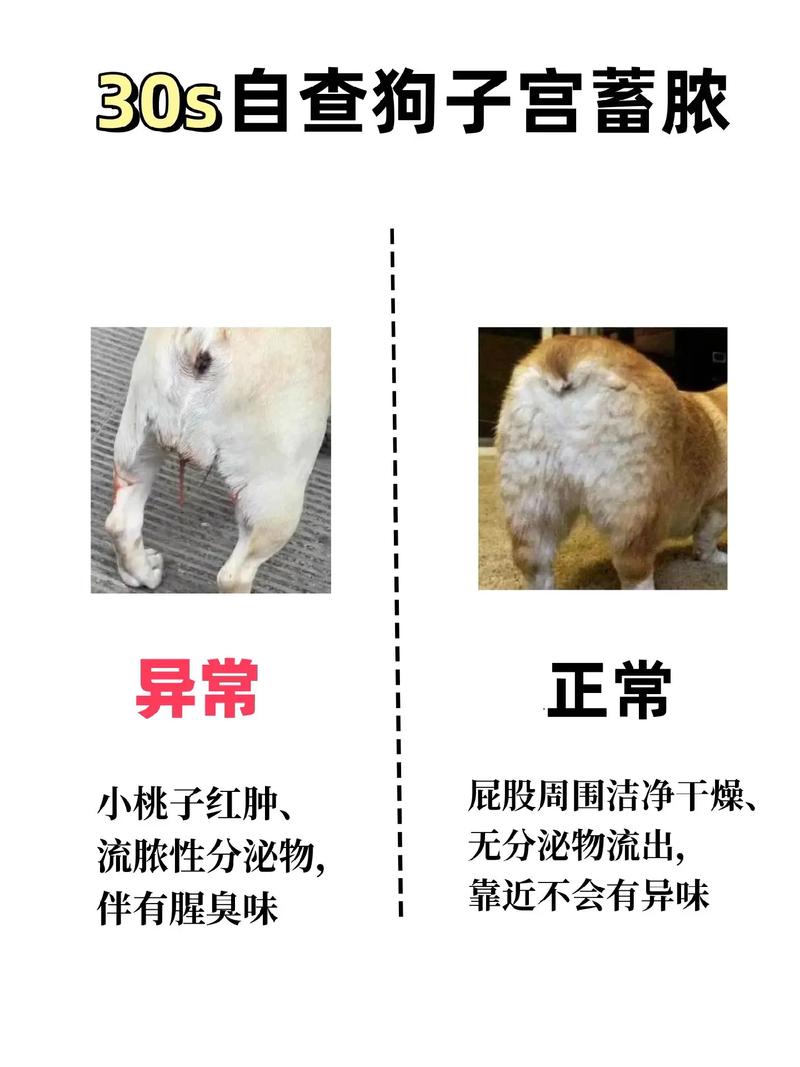 狗狗腹水最初症状,狗狗腹水怎么治自救?-第4张图片-后鲨宠物 狗狗腹水最初症状,狗狗腹水怎么治自救?-第4张图片-后鲨宠物