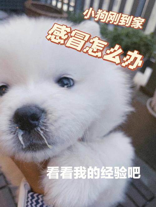 狗狗流清鼻涕怎么办,狗狗流清鼻涕怎么办吃什么药-第1张图片-后鲨宠物 狗狗流清鼻涕怎么办,狗狗流清鼻涕怎么办吃什么药-第1张图片-后鲨宠物