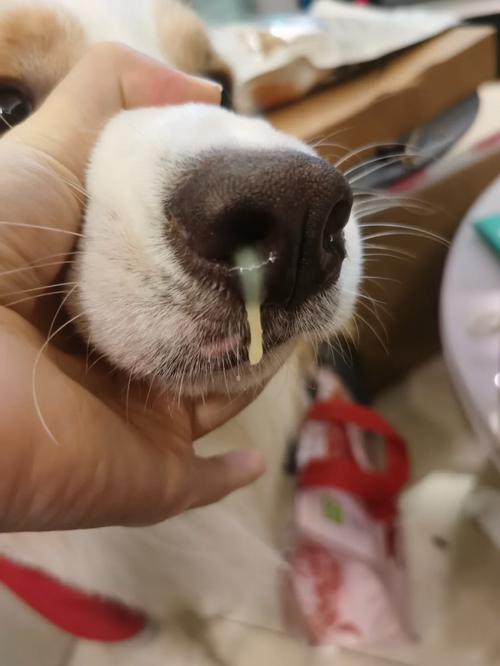 狗狗流清鼻涕怎么办,狗狗流清鼻涕怎么办吃什么药-第2张图片-后鲨宠物 狗狗流清鼻涕怎么办,狗狗流清鼻涕怎么办吃什么药-第2张图片-后鲨宠物