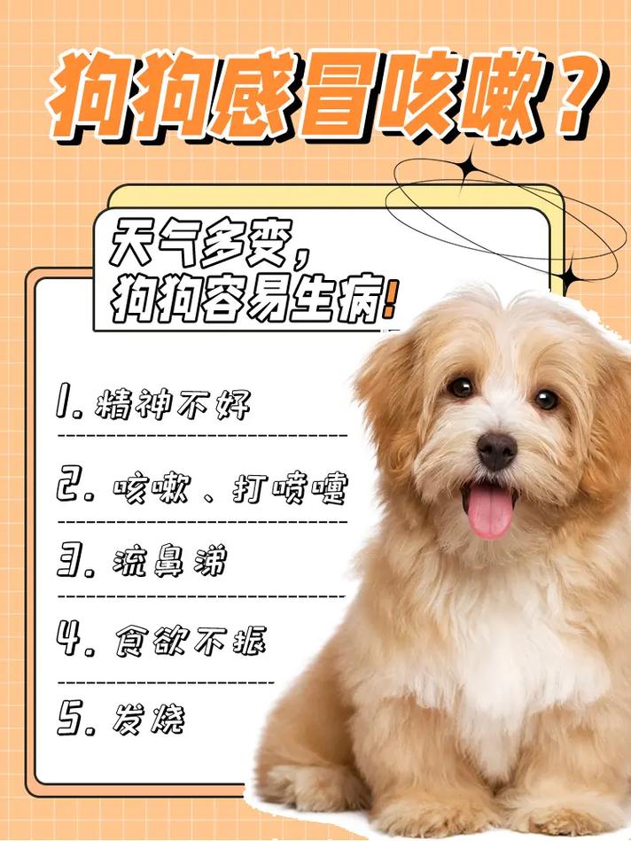 狗狗流清鼻涕怎么办,狗狗流清鼻涕怎么办吃什么药-第4张图片-后鲨宠物 狗狗流清鼻涕怎么办,狗狗流清鼻涕怎么办吃什么药-第4张图片-后鲨宠物