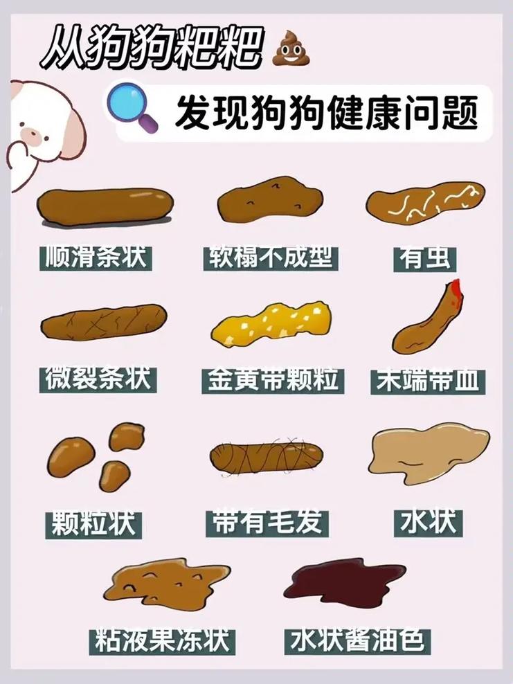 狗狗拉稀恶臭什么原因_狗狗拉稀恶臭味-第1张图片-后鲨宠物 狗狗拉稀恶臭什么原因_狗狗拉稀恶臭味-第1张图片-后鲨宠物