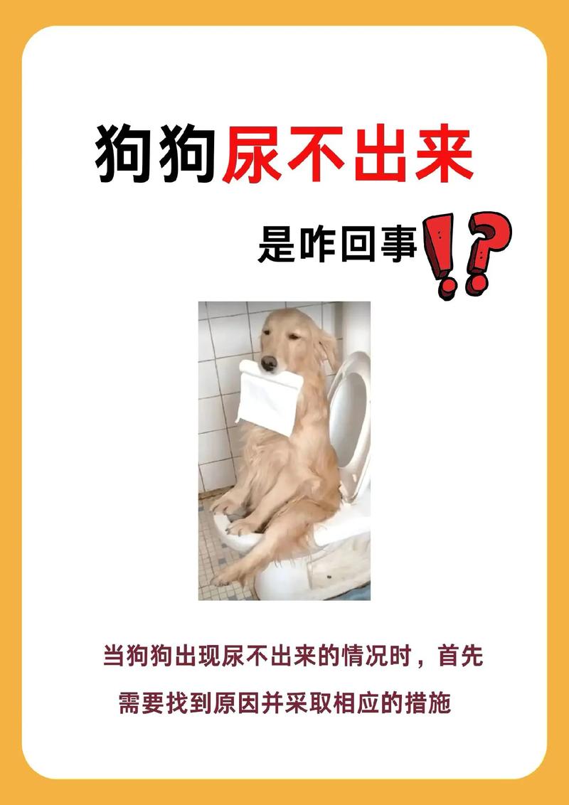 狗狗漏尿怎么治疗,狗狗漏尿怎么解决?-第3张图片-后鲨宠物 狗狗漏尿怎么治疗,狗狗漏尿怎么解决?-第3张图片-后鲨宠物