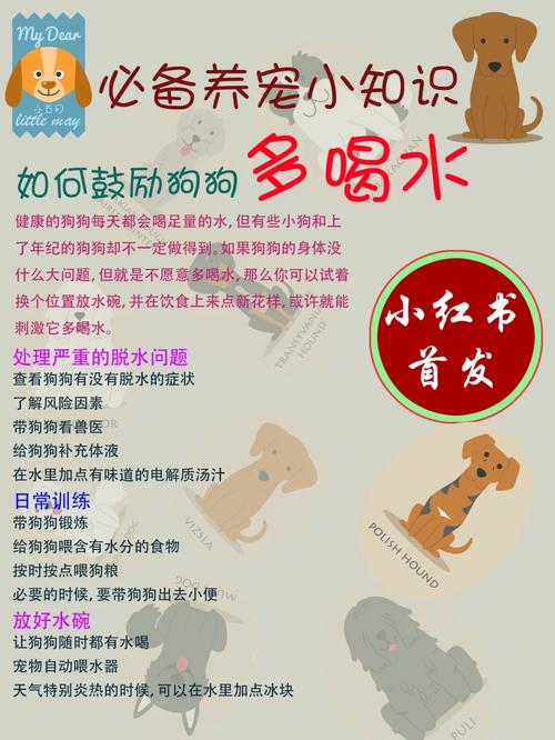 狗狗喝水少怎么办,狗狗喝水少怎么办呢?-第2张图片-后鲨宠物 狗狗喝水少怎么办,狗狗喝水少怎么办呢?-第2张图片-后鲨宠物