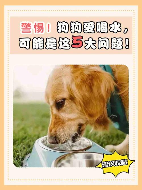 狗狗喝水少怎么办,狗狗喝水少怎么办呢?-第5张图片-后鲨宠物 狗狗喝水少怎么办,狗狗喝水少怎么办呢?-第5张图片-后鲨宠物