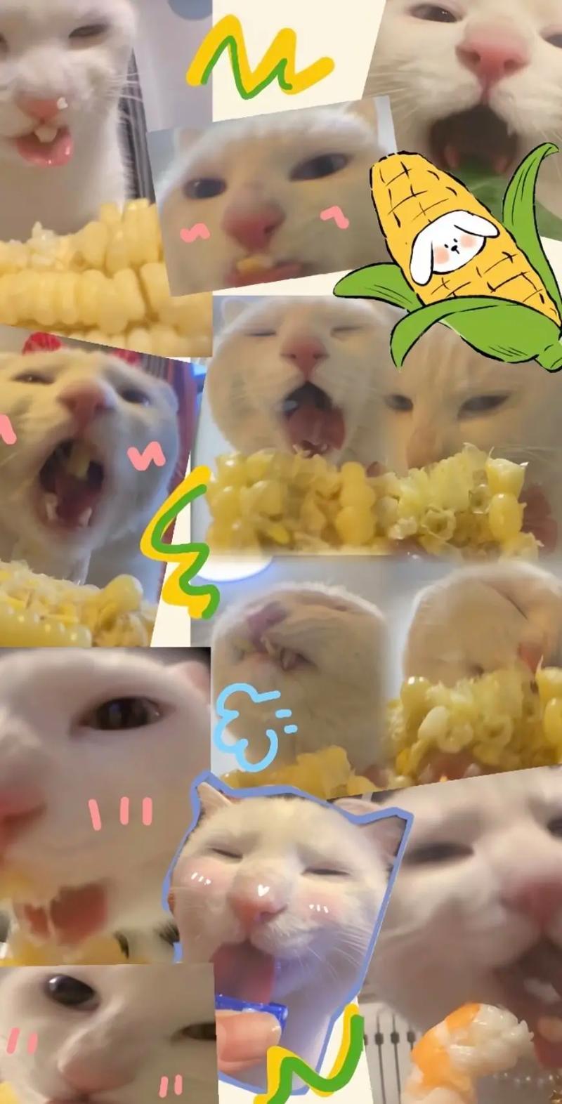 猫咪可以吃玉米,猫咪可以吃玉米火腿肠吗?-第2张图片-后鲨宠物 猫咪可以吃玉米,猫咪可以吃玉米火腿肠吗?-第2张图片-后鲨宠物