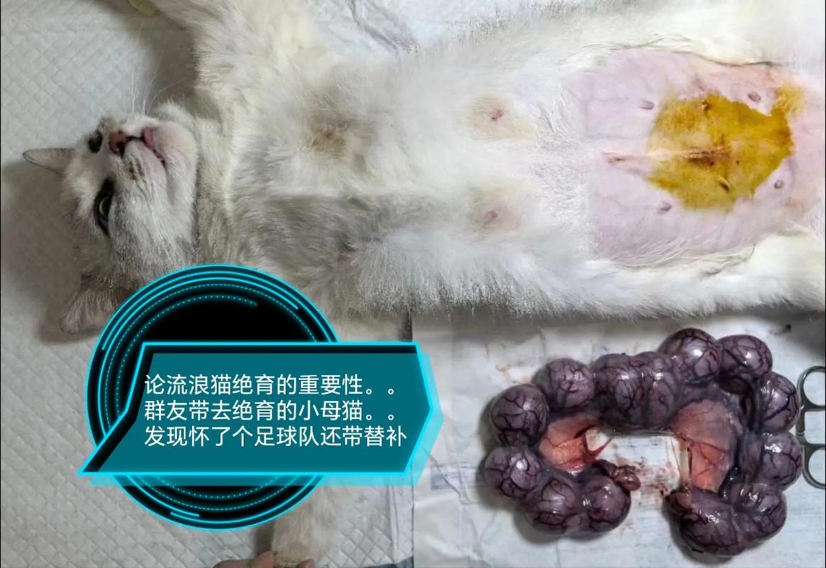 猫咪催产针多少钱,猫的催产针多少钱-第1张图片-后鲨宠物 猫咪催产针多少钱,猫的催产针多少钱-第1张图片-后鲨宠物