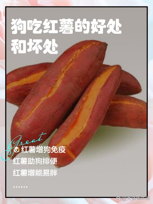 狗狗吃红薯好吗,狗狗吃红薯吗?-第2张图片-后鲨宠物 狗狗吃红薯好吗,狗狗吃红薯吗?-第2张图片-后鲨宠物