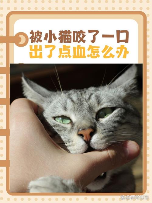 猫咪不亲人怎么办,猫咪不亲人什么-第1张图片-后鲨宠物 猫咪不亲人怎么办,猫咪不亲人什么-第1张图片-后鲨宠物