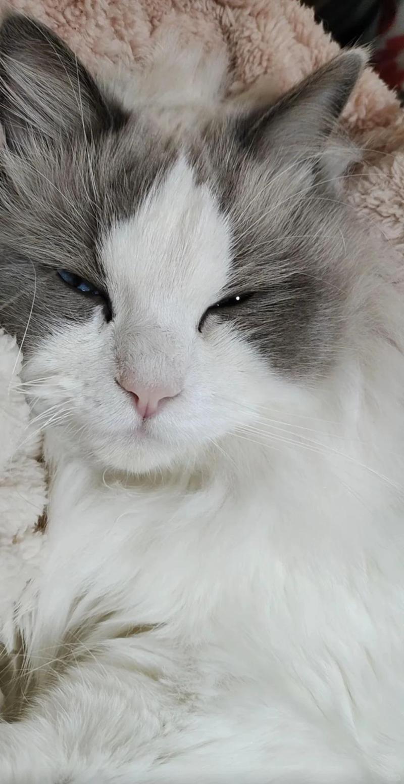 猫咪嗓子哑了叫不出声_猫的嗓子哑了发不了声怎么回事-第1张图片-后鲨宠物 猫咪嗓子哑了叫不出声_猫的嗓子哑了发不了声怎么回事-第1张图片-后鲨宠物