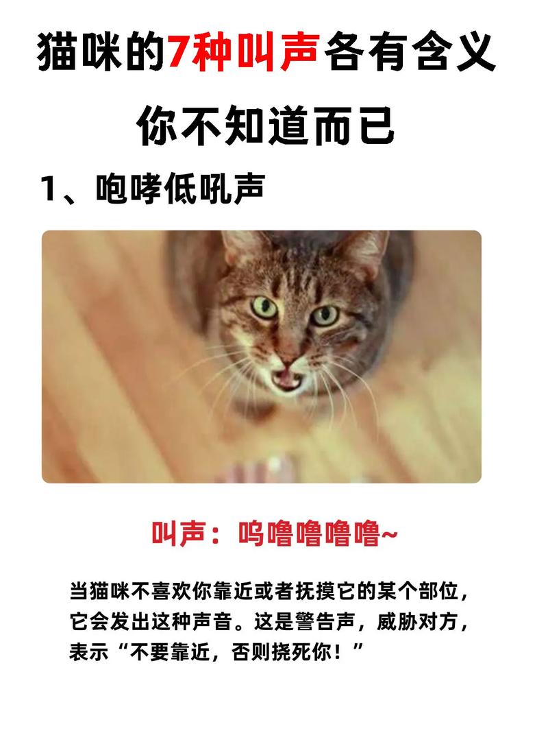 猫咪嗓子哑了叫不出声_猫的嗓子哑了发不了声怎么回事-第4张图片-后鲨宠物 猫咪嗓子哑了叫不出声_猫的嗓子哑了发不了声怎么回事-第4张图片-后鲨宠物