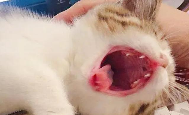 猫咪嗓子哑了叫不出声_猫的嗓子哑了发不了声怎么回事-第5张图片-后鲨宠物 猫咪嗓子哑了叫不出声_猫的嗓子哑了发不了声怎么回事-第5张图片-后鲨宠物