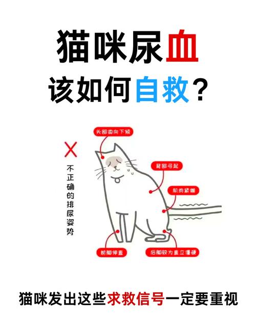 猫咪尿血吃什么药好,猫咪尿血可以吃什么药-第2张图片-后鲨宠物 猫咪尿血吃什么药好,猫咪尿血可以吃什么药-第2张图片-后鲨宠物
