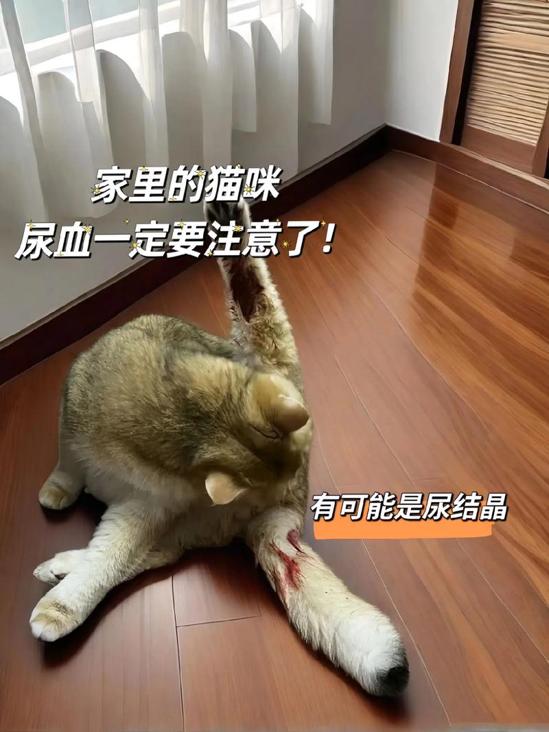 猫咪尿血吃什么药好,猫咪尿血可以吃什么药-第3张图片-后鲨宠物 猫咪尿血吃什么药好,猫咪尿血可以吃什么药-第3张图片-后鲨宠物