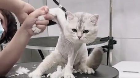 怎么给猫咪剃毛_怎么给猫咪剃毛比较好-第4张图片-后鲨宠物 怎么给猫咪剃毛_怎么给猫咪剃毛比较好-第4张图片-后鲨宠物