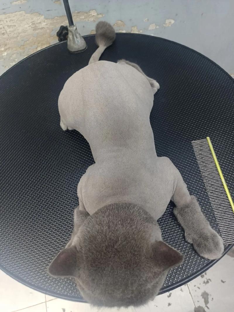 怎么给猫咪剃毛_怎么给猫咪剃毛比较好-第6张图片-后鲨宠物 怎么给猫咪剃毛_怎么给猫咪剃毛比较好-第6张图片-后鲨宠物