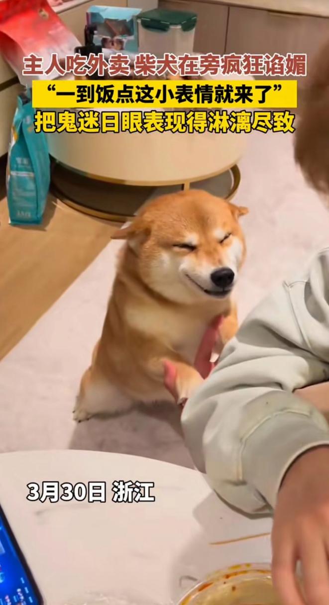 狗狗能吃土豆泥吗_小狗能吃土豆泥吗?-第5张图片-后鲨宠物 狗狗能吃土豆泥吗_小狗能吃土豆泥吗?-第5张图片-后鲨宠物