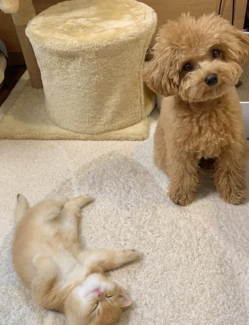 狗狗能吃土豆泥吗_小狗能吃土豆泥吗?-第4张图片-后鲨宠物 狗狗能吃土豆泥吗_小狗能吃土豆泥吗?-第4张图片-后鲨宠物