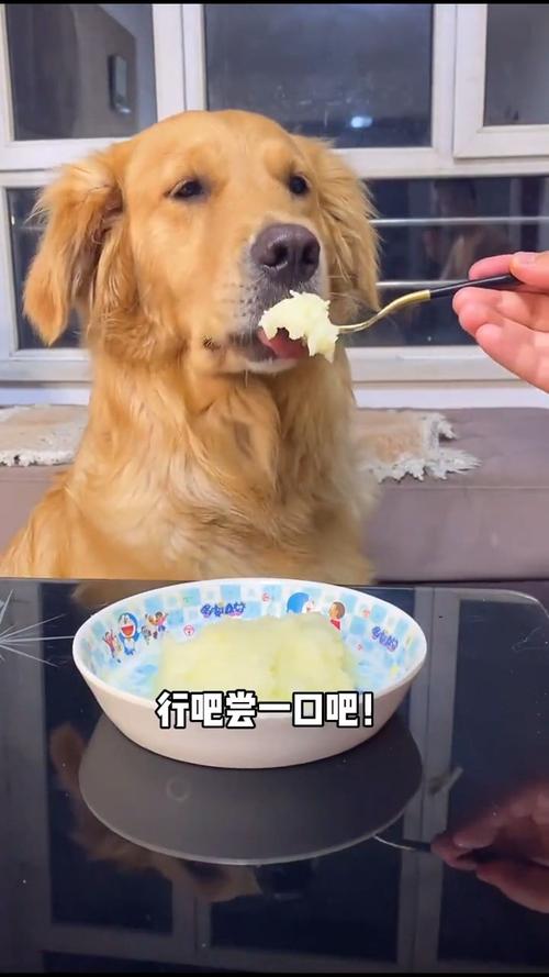 狗狗能吃土豆泥吗_小狗能吃土豆泥吗?-第6张图片-后鲨宠物 狗狗能吃土豆泥吗_小狗能吃土豆泥吗?-第6张图片-后鲨宠物