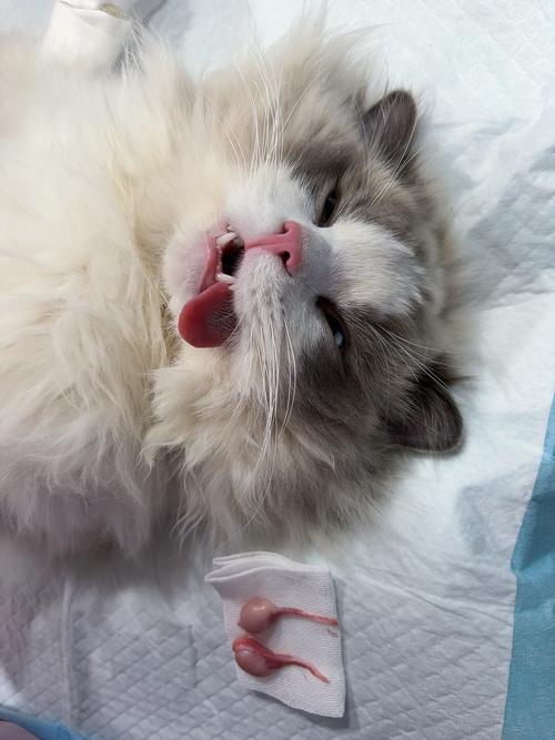 猫咪绝育后性格会变吗,猫绝育以后性格会变么?-第2张图片-后鲨宠物 猫咪绝育后性格会变吗,猫绝育以后性格会变么?-第2张图片-后鲨宠物