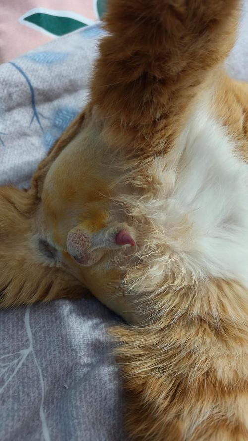 猫咪绝育后性格会变吗,猫绝育以后性格会变么?-第4张图片-后鲨宠物 猫咪绝育后性格会变吗,猫绝育以后性格会变么?-第4张图片-后鲨宠物