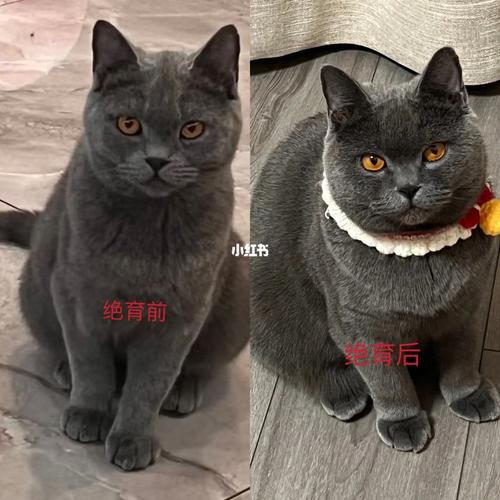 猫咪绝育后性格会变吗,猫绝育以后性格会变么?-第5张图片-后鲨宠物 猫咪绝育后性格会变吗,猫绝育以后性格会变么?-第5张图片-后鲨宠物