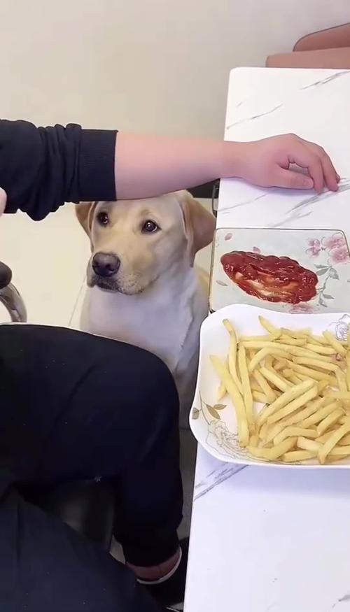 狗狗可以吃番茄酱吗_狗子可以吃番茄酱吗-第4张图片-后鲨宠物 狗狗可以吃番茄酱吗_狗子可以吃番茄酱吗-第4张图片-后鲨宠物