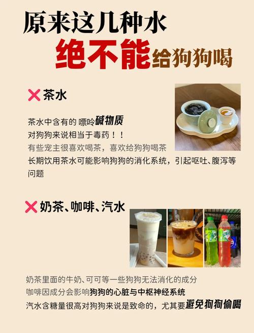 狗狗能喝白糖水吗_狗子可以喝白糖水吗-第1张图片-后鲨宠物 狗狗能喝白糖水吗_狗子可以喝白糖水吗-第1张图片-后鲨宠物