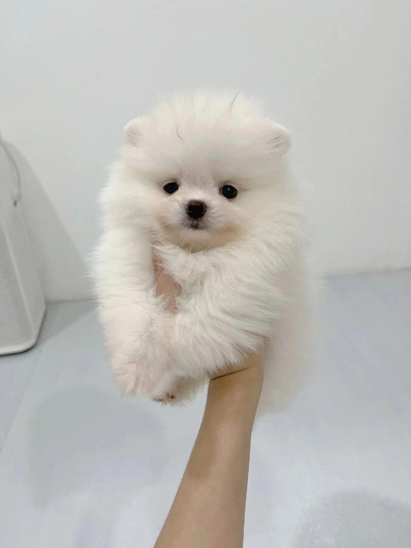 狗狗能喝白糖水吗_狗子可以喝白糖水吗-第2张图片-后鲨宠物 狗狗能喝白糖水吗_狗子可以喝白糖水吗-第2张图片-后鲨宠物