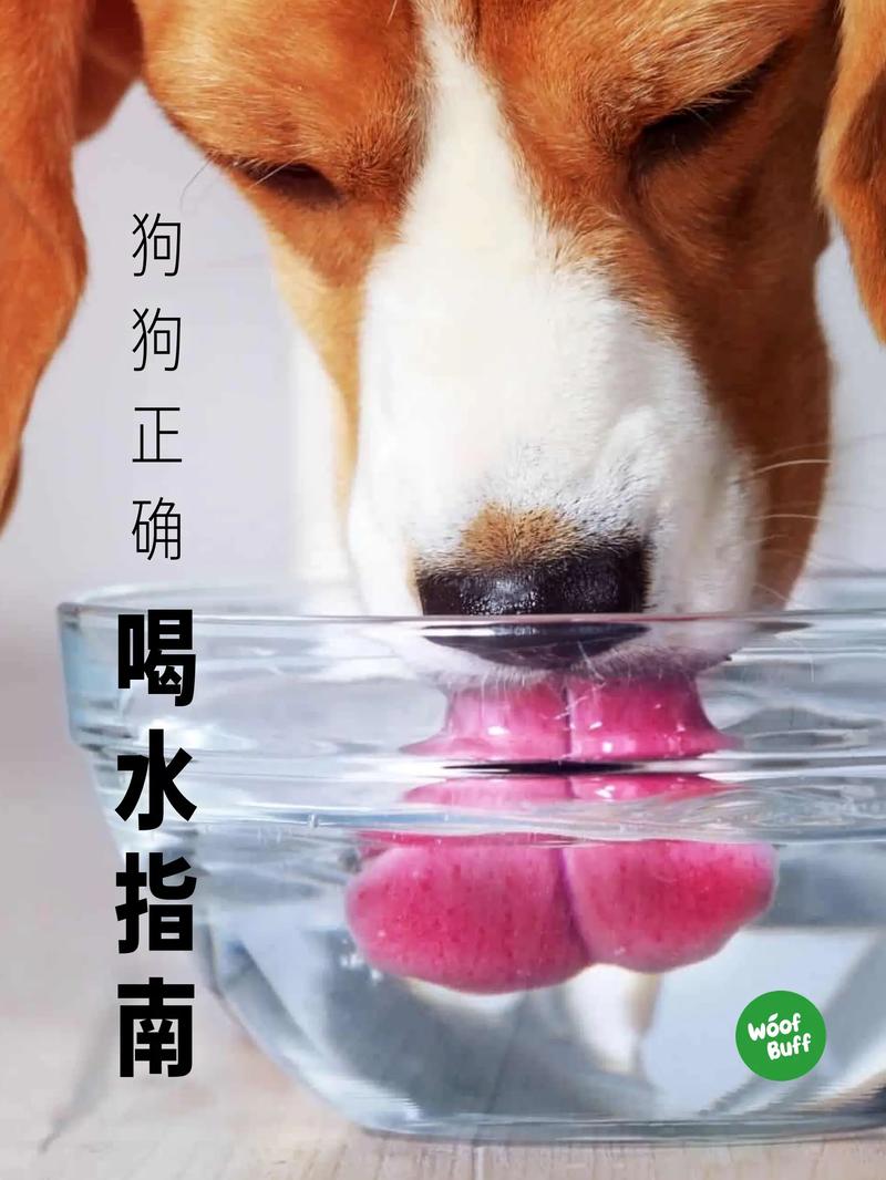 狗狗能喝白糖水吗_狗子可以喝白糖水吗-第5张图片-后鲨宠物 狗狗能喝白糖水吗_狗子可以喝白糖水吗-第5张图片-后鲨宠物