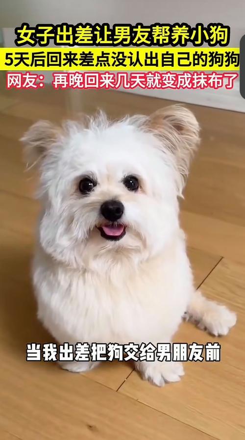 狗狗能喝白糖水吗_狗子可以喝白糖水吗-第6张图片-后鲨宠物 狗狗能喝白糖水吗_狗子可以喝白糖水吗-第6张图片-后鲨宠物