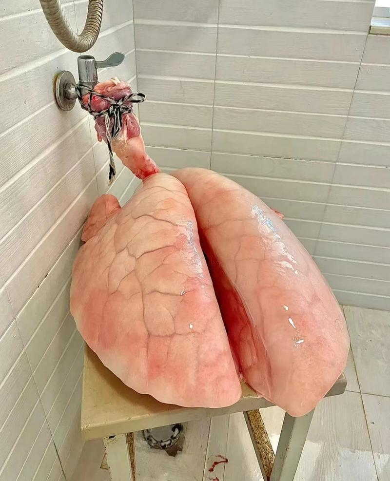 猫咪可以吃猪肺吗,猫咪可以吃猪肺吗有营养吗-第4张图片-后鲨宠物 猫咪可以吃猪肺吗,猫咪可以吃猪肺吗有营养吗-第4张图片-后鲨宠物