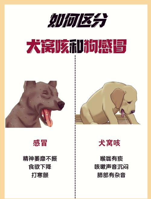 狗狗卡卡的咳嗽怎么办_狗狗一直咳嗽好像卡到东西怎么办-第5张图片-后鲨宠物 狗狗卡卡的咳嗽怎么办_狗狗一直咳嗽好像卡到东西怎么办-第5张图片-后鲨宠物