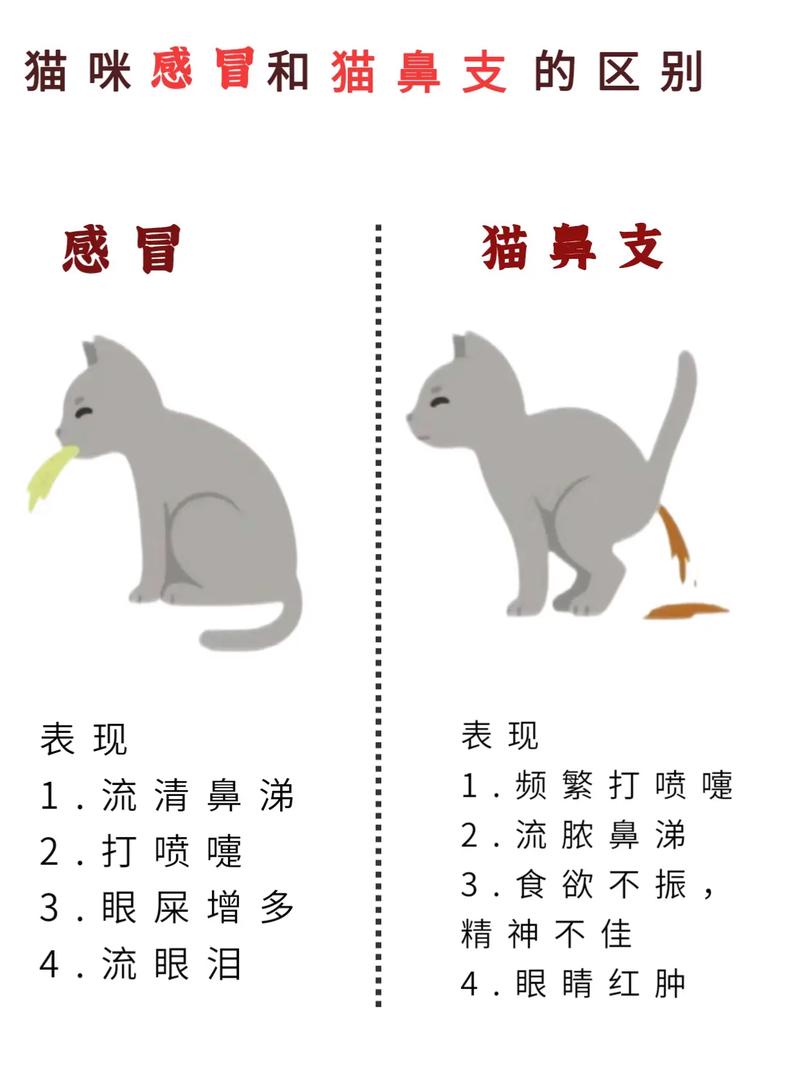 怎么判断猫咪感冒_怎么判断猫咪感冒好了没有-第2张图片-后鲨宠物 怎么判断猫咪感冒_怎么判断猫咪感冒好了没有-第2张图片-后鲨宠物