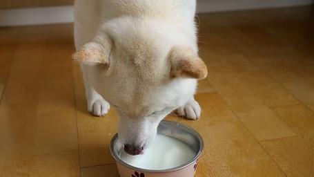 狗狗可不可以喝豆浆,狗狗可以喝豆浆吗?-第3张图片-后鲨宠物 狗狗可不可以喝豆浆,狗狗可以喝豆浆吗?-第3张图片-后鲨宠物