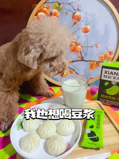 狗狗可不可以喝豆浆,狗狗可以喝豆浆吗?-第4张图片-后鲨宠物 狗狗可不可以喝豆浆,狗狗可以喝豆浆吗?-第4张图片-后鲨宠物